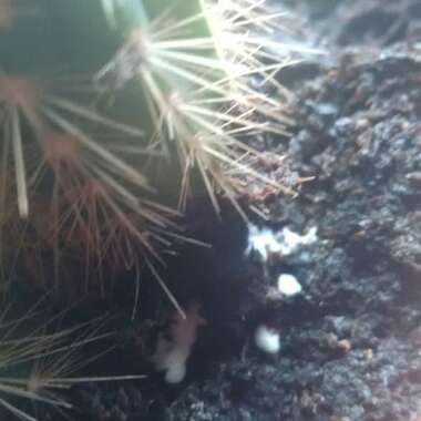 Pilosocereus pachycladus