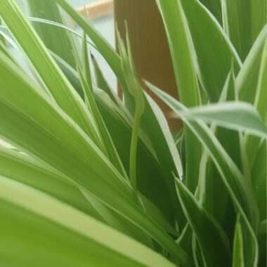 Chlorophytum comosum 'Picturatum'