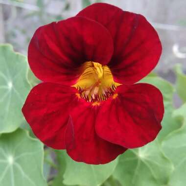 Tropaeolum majus