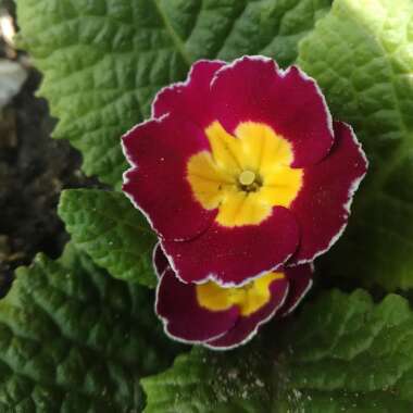 Primula