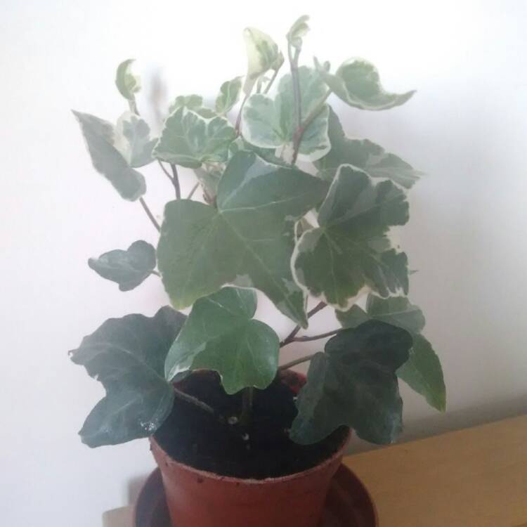 plant image 490714