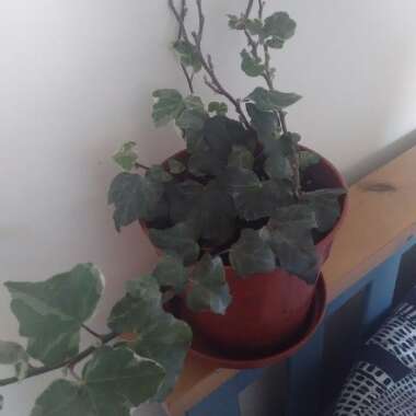 Hedera helix