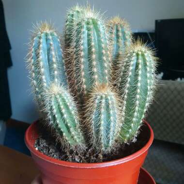 Pilosocereus pachycladus