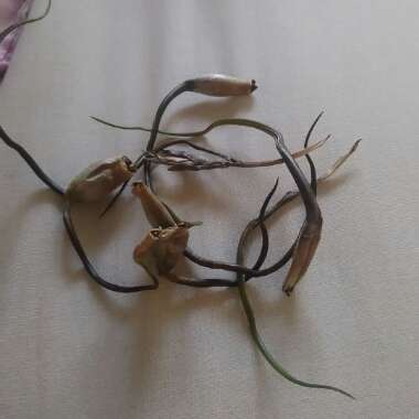 Tillandsia bulbosa
