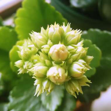 Kalanchoe Blossfeldiana