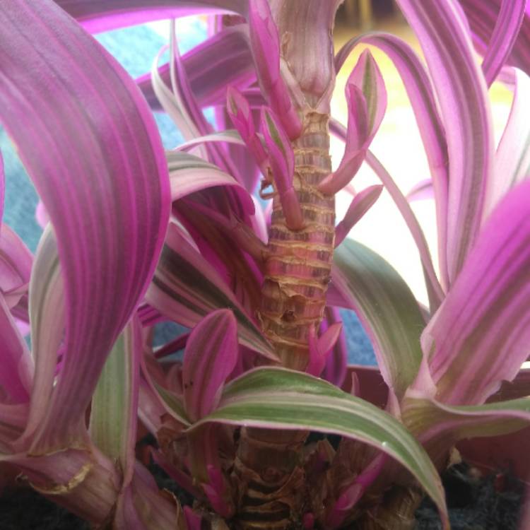 plant image 694283