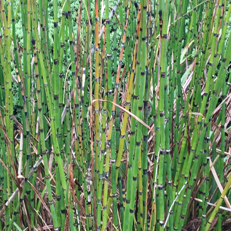 Plant image Equisetum Hyemale syn. Equisetum Japonica