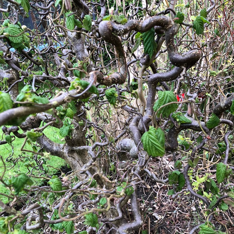 plant image 682654 plant image 682654