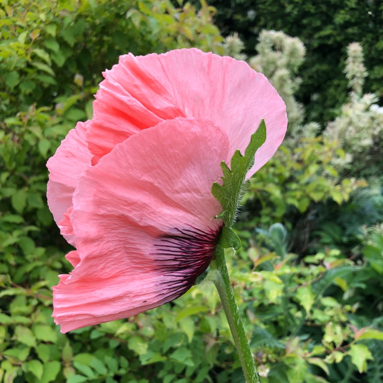 plant image 710244 plant image 710244