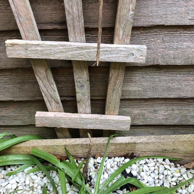 plant image 711295