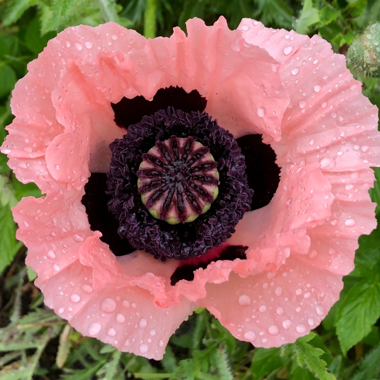 plant image 711492 plant image 711492