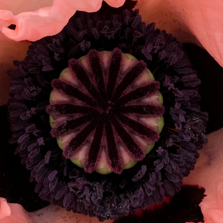 plant image 711499 plant image 711499