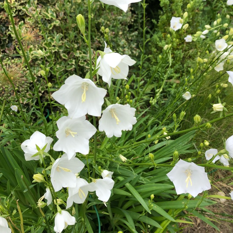 Plant image Campanula 'Champion White'