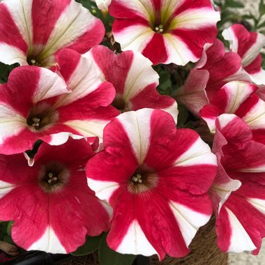 Petunia