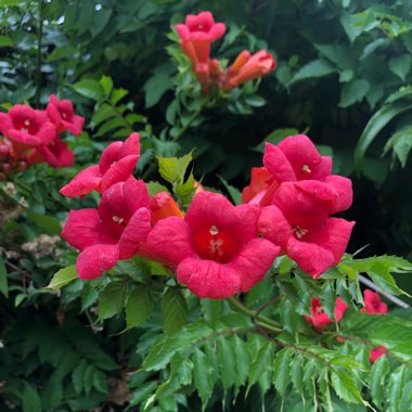 Campsis