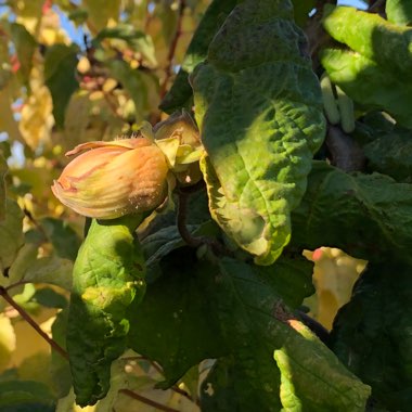 Corkscrew Hazel 'Contorta'