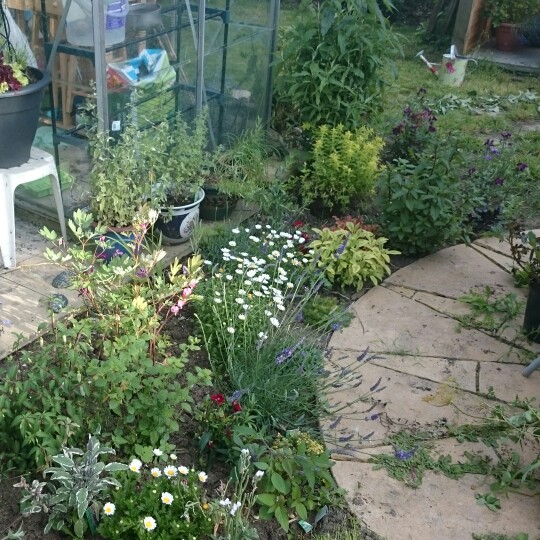 Sarah's garden