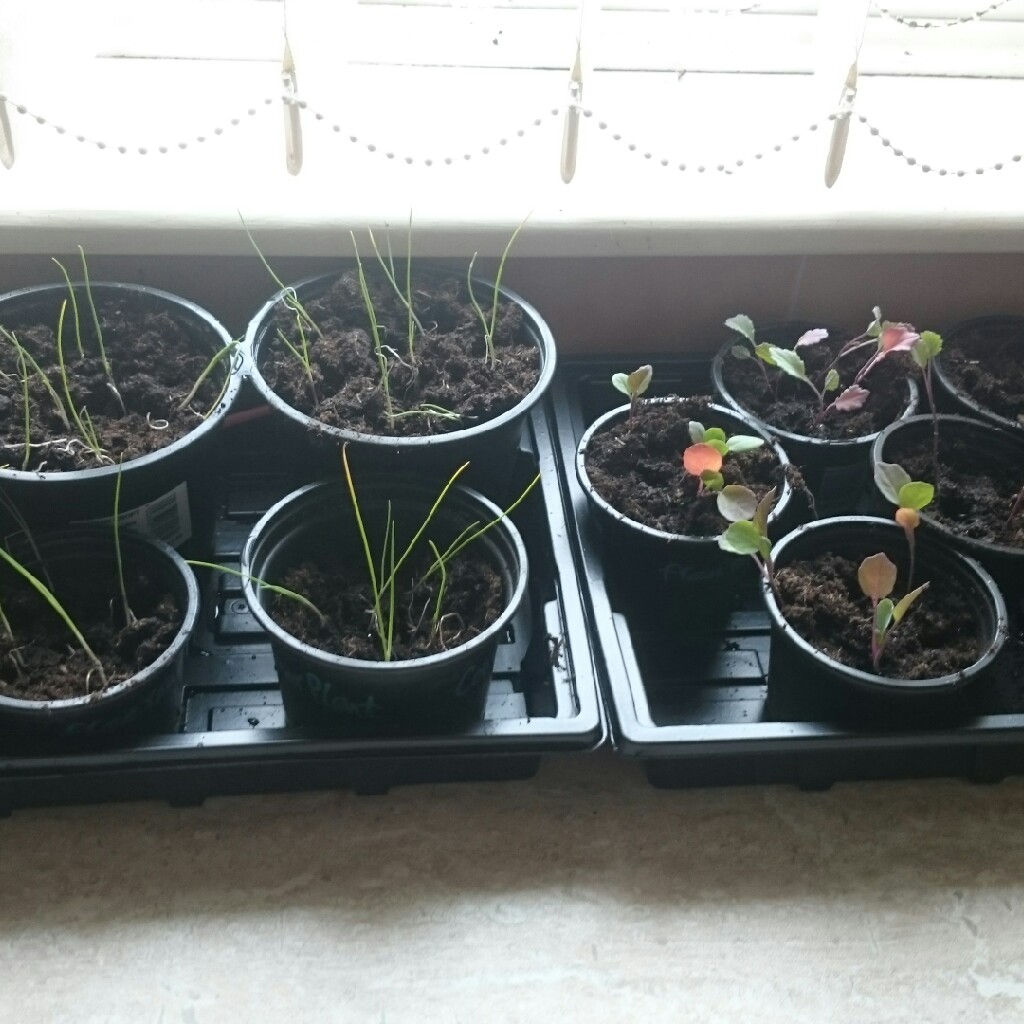 Sarah's garden
