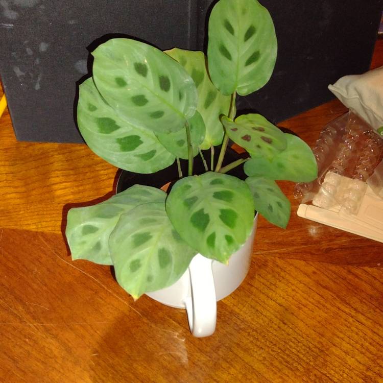 Plant image Maranta Leuconeura 'Kim'