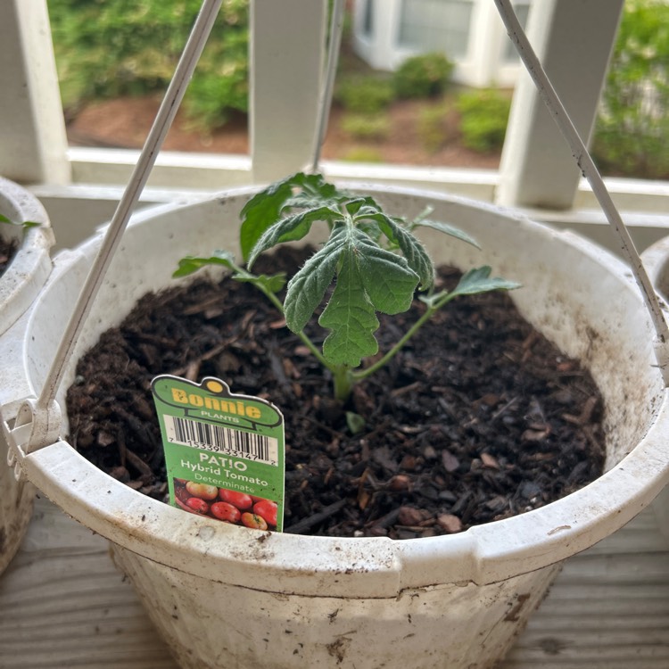Plant image Solanum lycopersicum 'Patio'