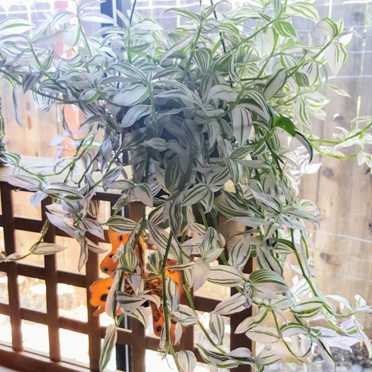 Plant image Tradescantia fluminensis 'Variegata'