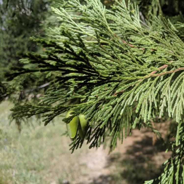 Plant image Chamaecyparis thyoides 'Ericoides'