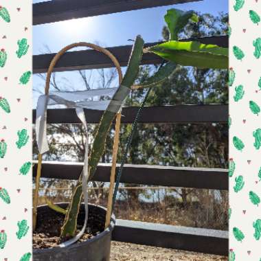 Hylocereus undatus