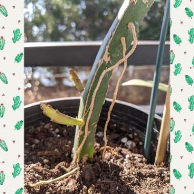 Hylocereus undatus