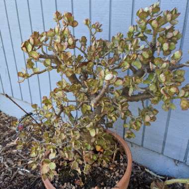 Crassula ovata 'Convoluta'
