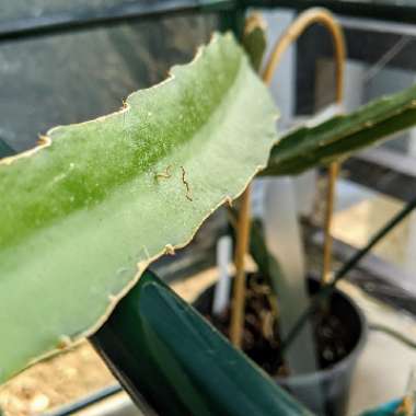 Hylocereus undatus