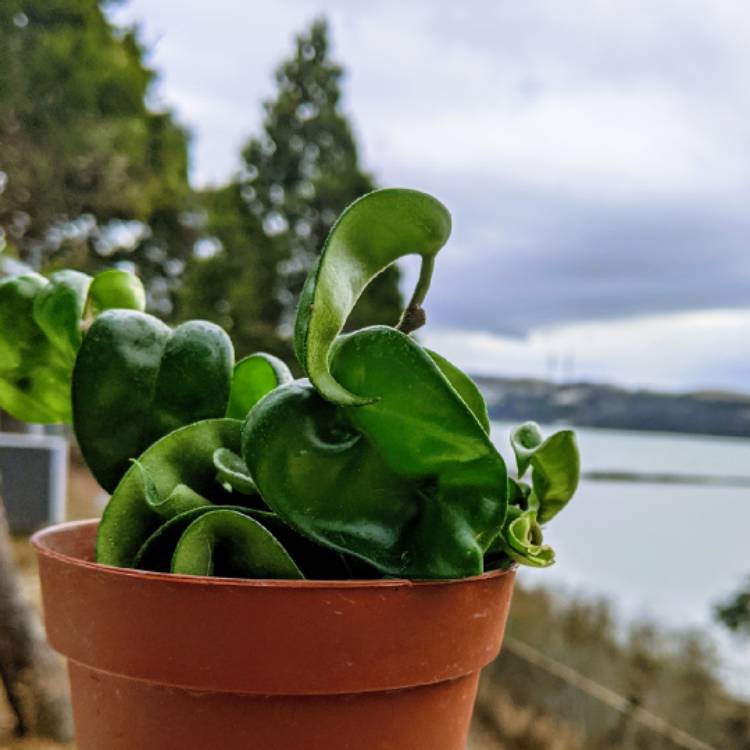 plant image 1207383