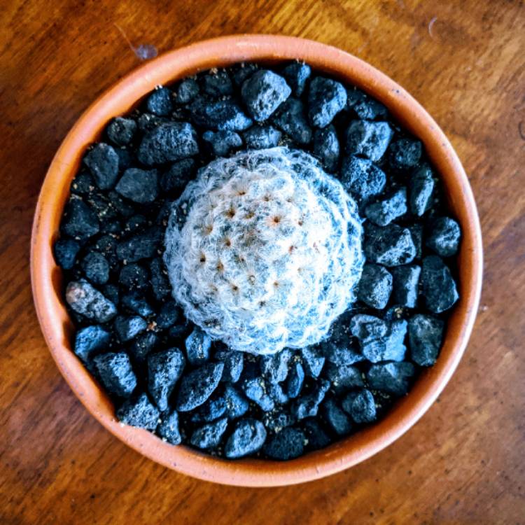 plant image 1231882