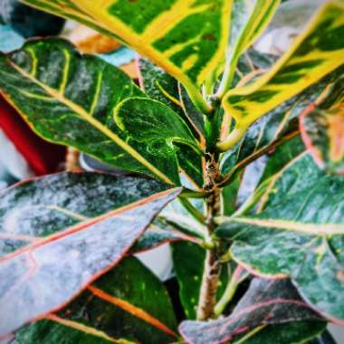 Codiaeum variegatum 'Petra'
