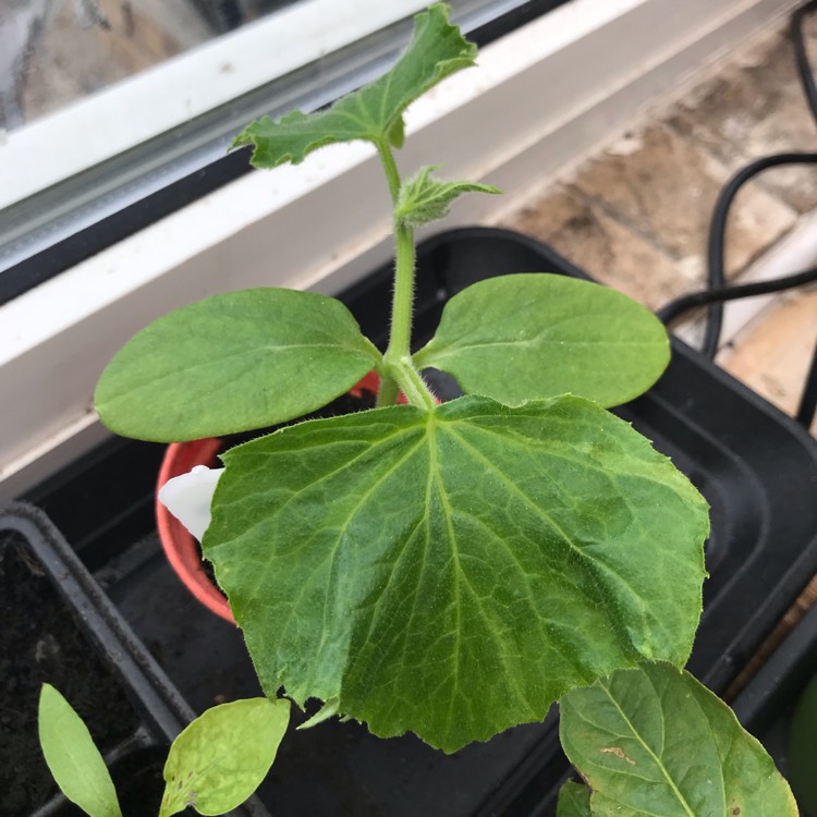 Plant image Cucumis sativus 'Cornichon de Paris'