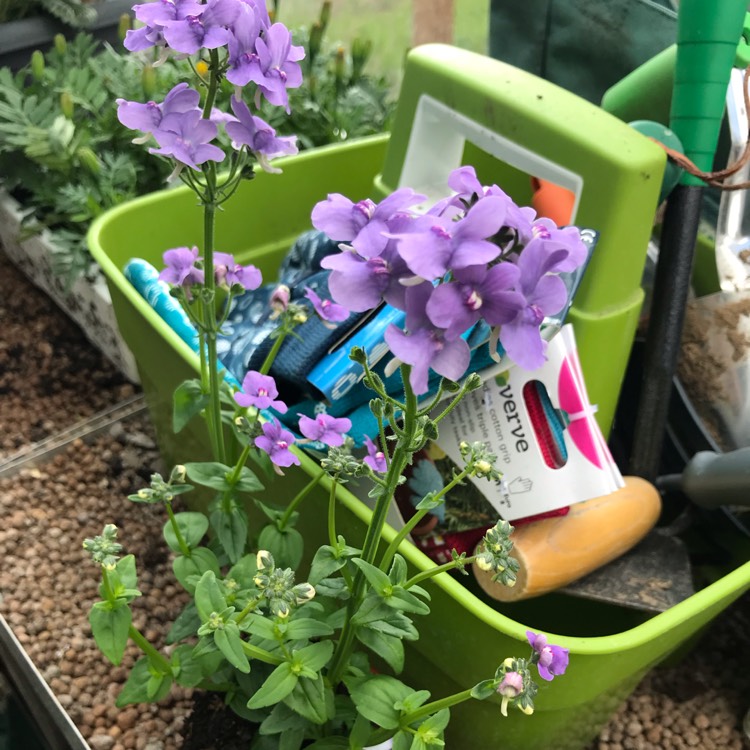 plant image 1010898
