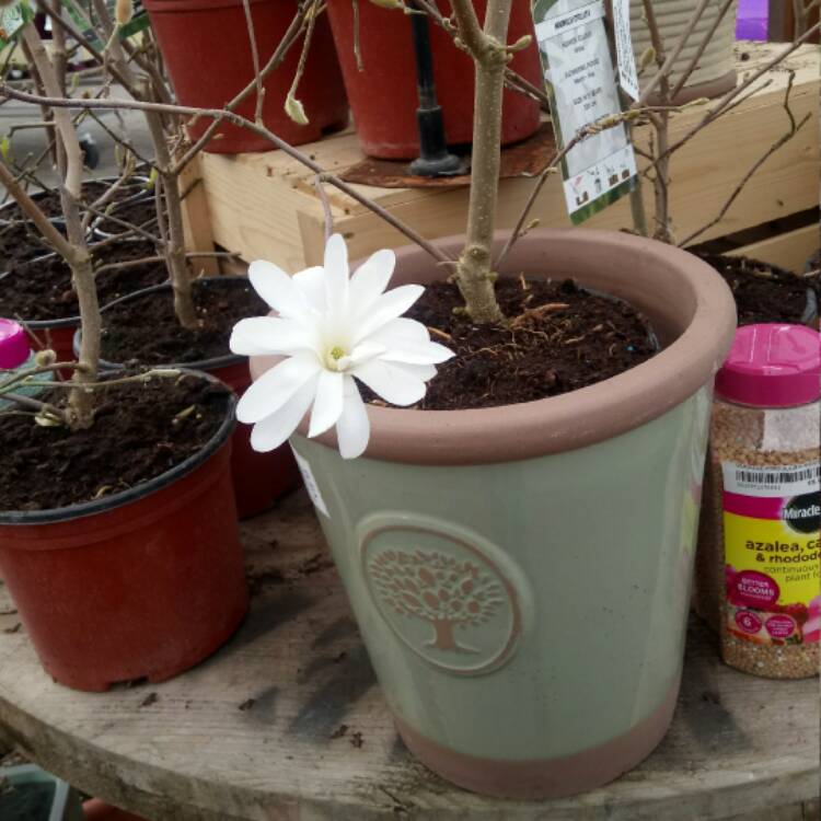 plant image 353300