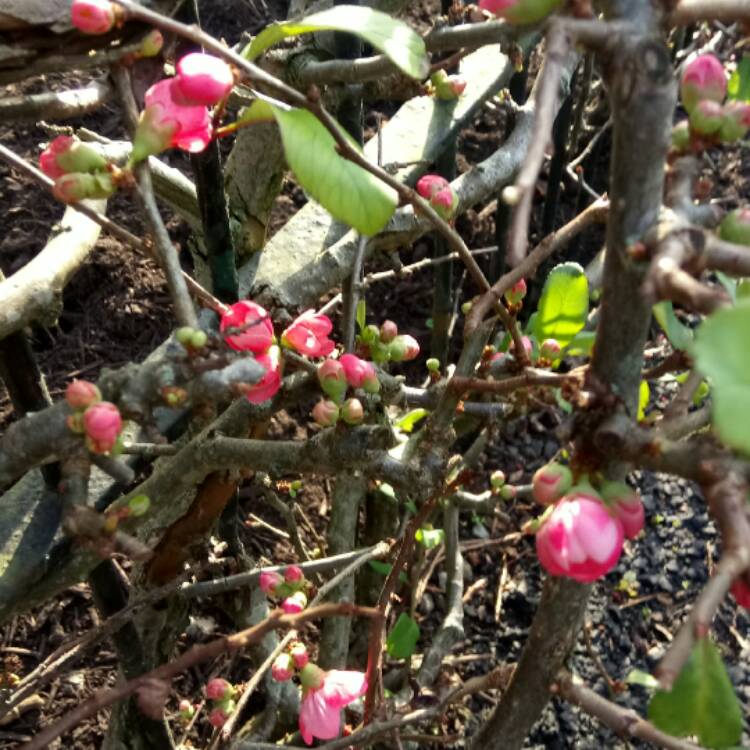 Plant image Chaenomeles x superba 'Pink Lady'