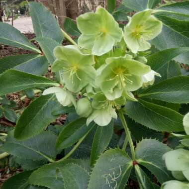 Helleborus argutifolius