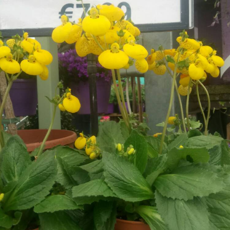 Growing and Caring for Pocketbook Plant (Calceolaria) | Florgeous