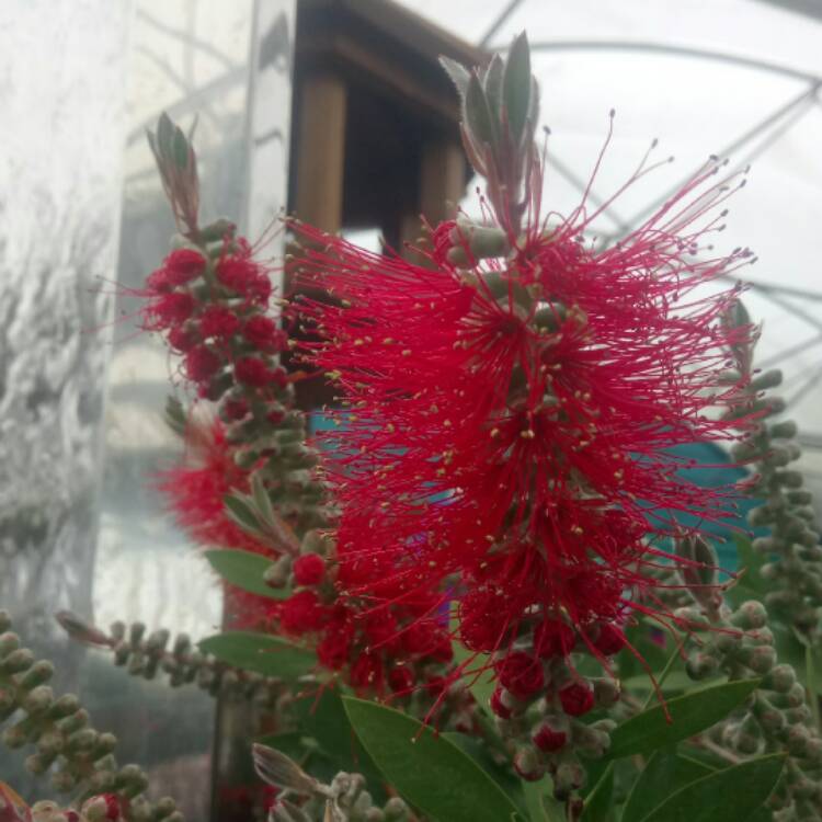 plant image 375154