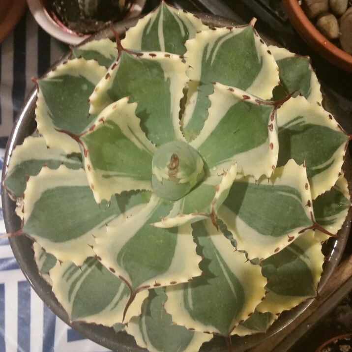 Plant image Agave 'Kissho Kan'