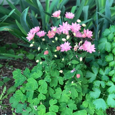 Aquilegia vulgaris 'Clementine Rose'