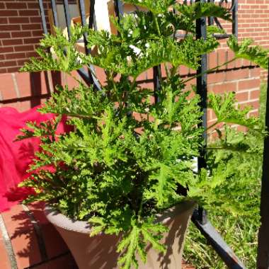 Mosquito Plant