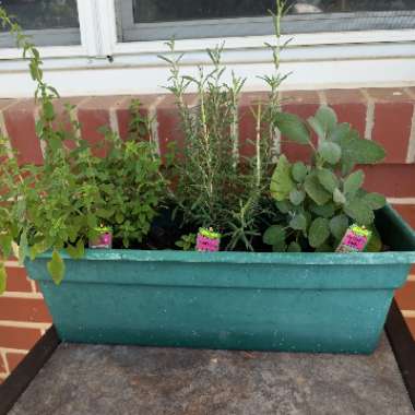 Sarah's garden