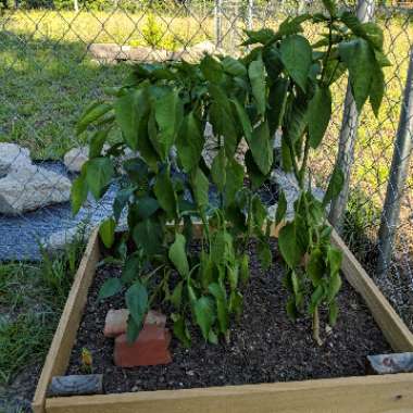 Sweet Pepper