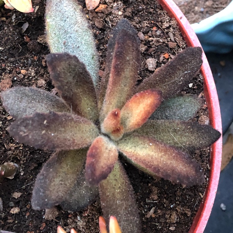 Plant image Kalanchoe Tomentosa Cinnamon