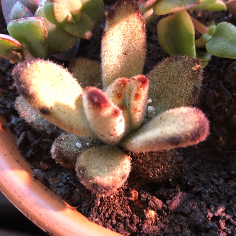 Plant image Kalanchoe tomentosa 'Teddy Bear'