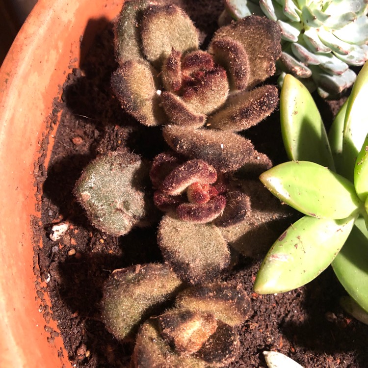Plant image Kalanchoe tomentosa 'Teddy Bear'