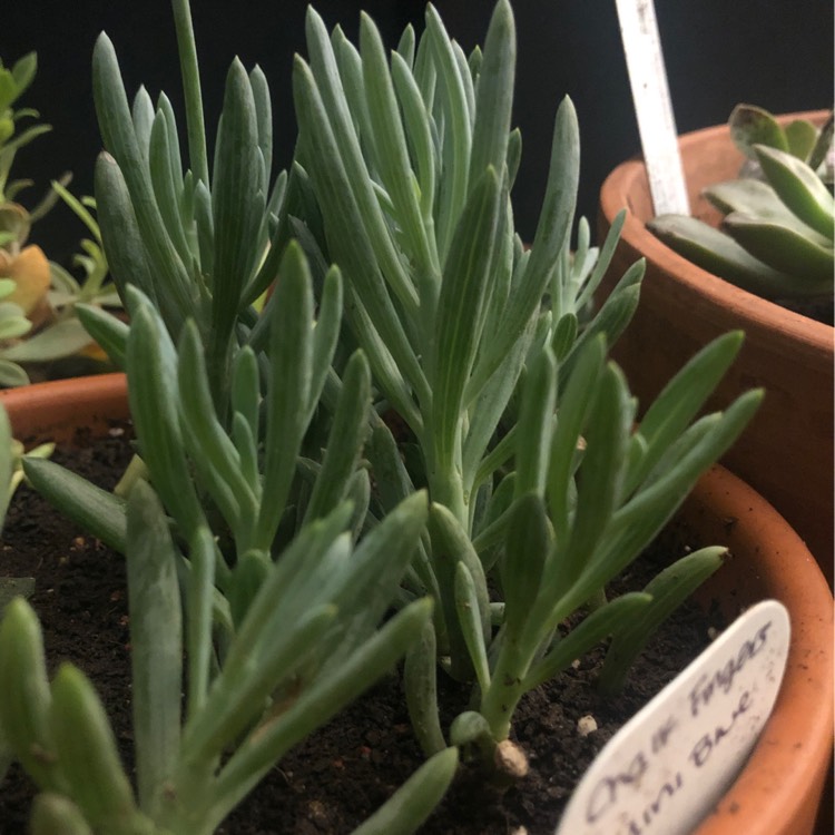 Plant image Senecio mandraliscae