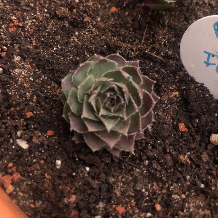 Plant image Sempervivum Reward